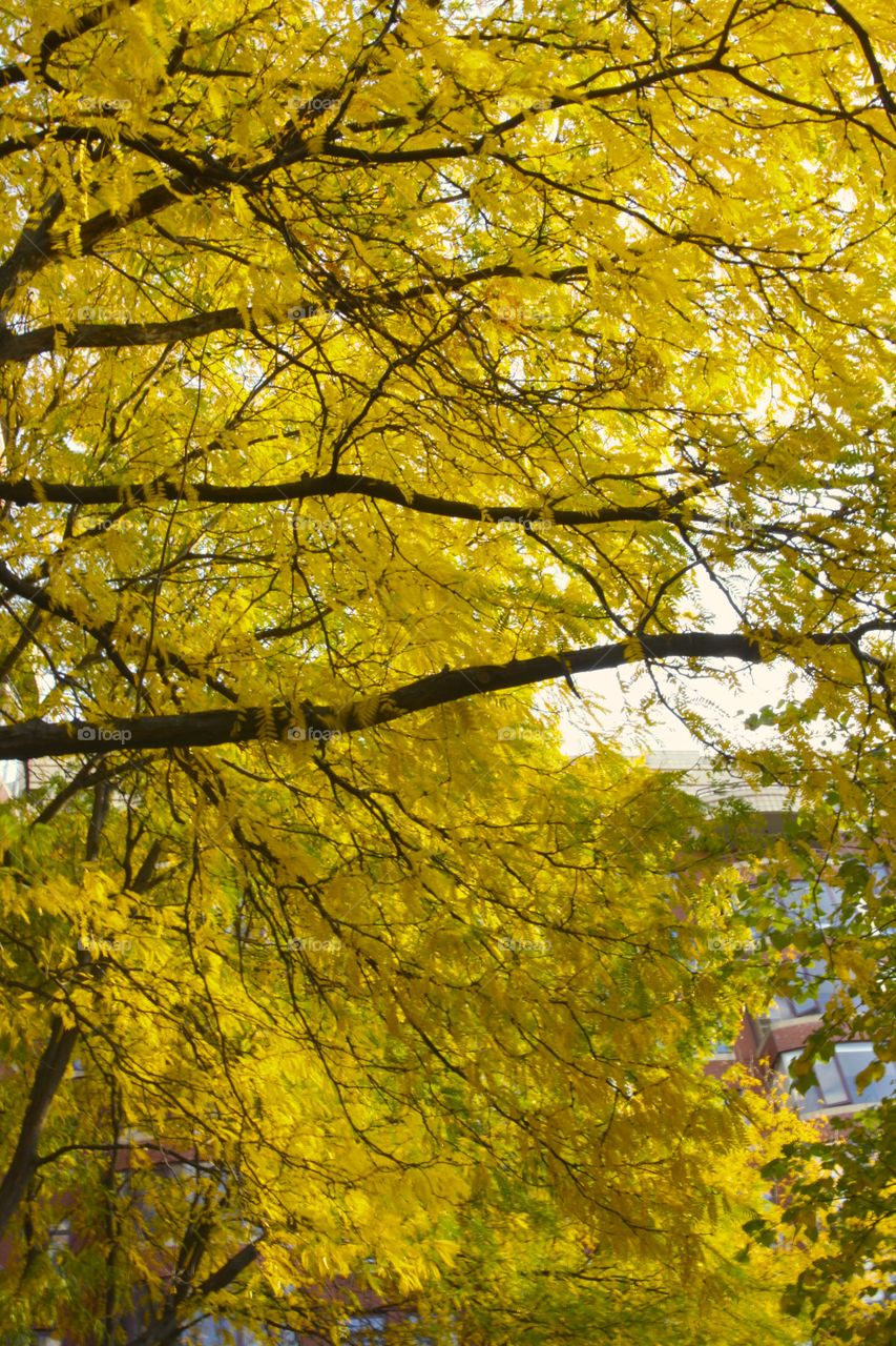 Yellow tree