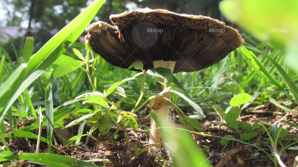 Wild mushroom 