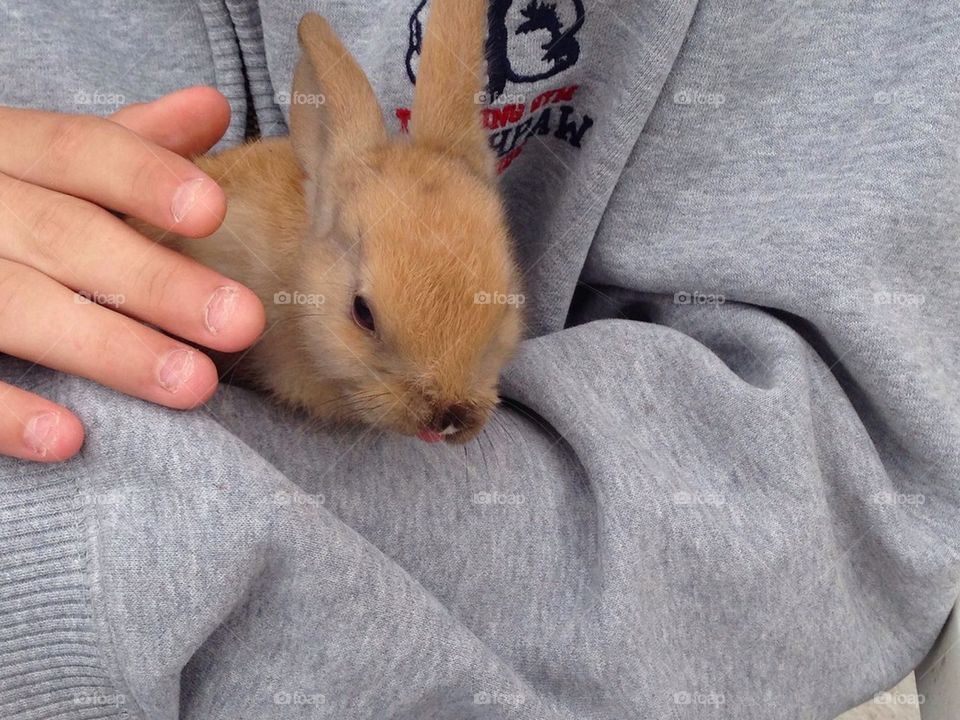 Rabbit baby 