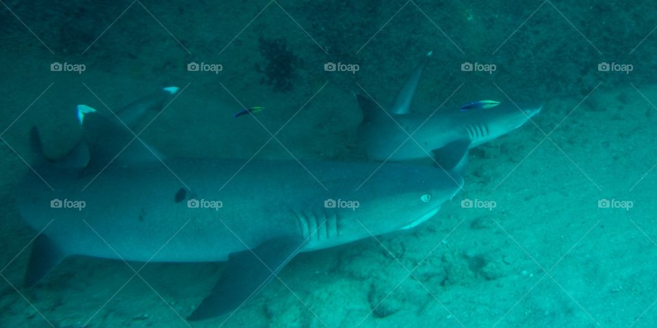 white tip sharks mom and pup