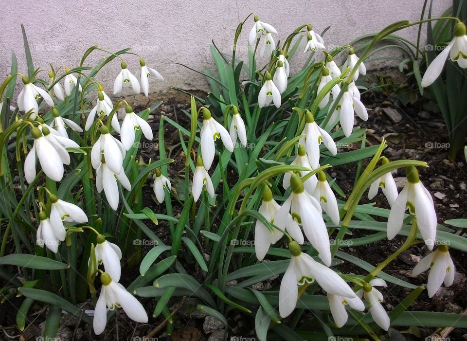 Close-up of white snowdrop