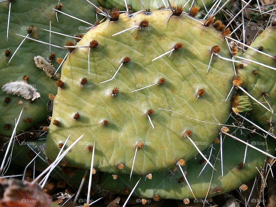 a prickly life