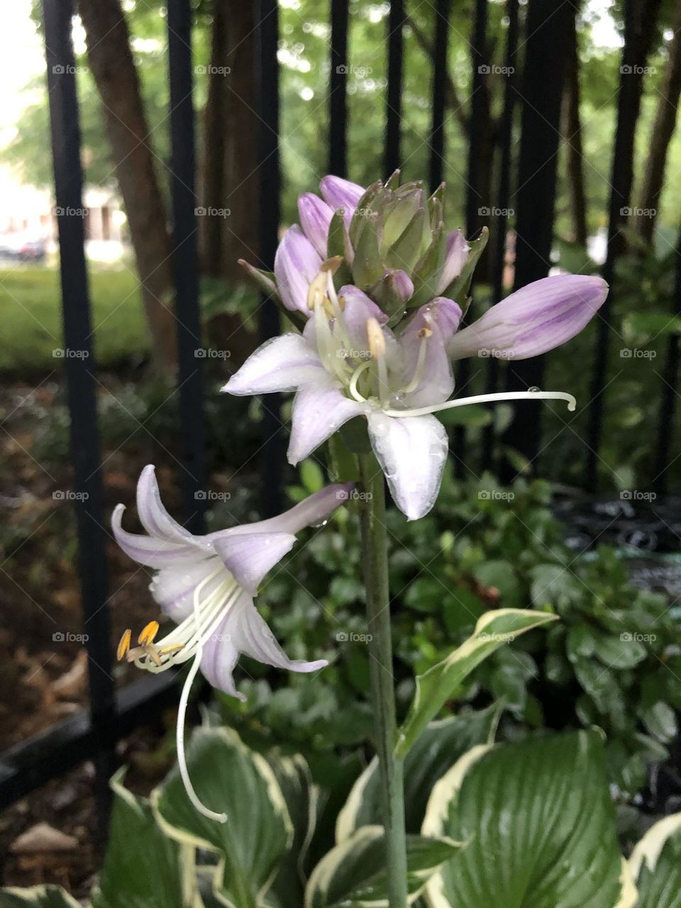 Backyard Hosta Flower