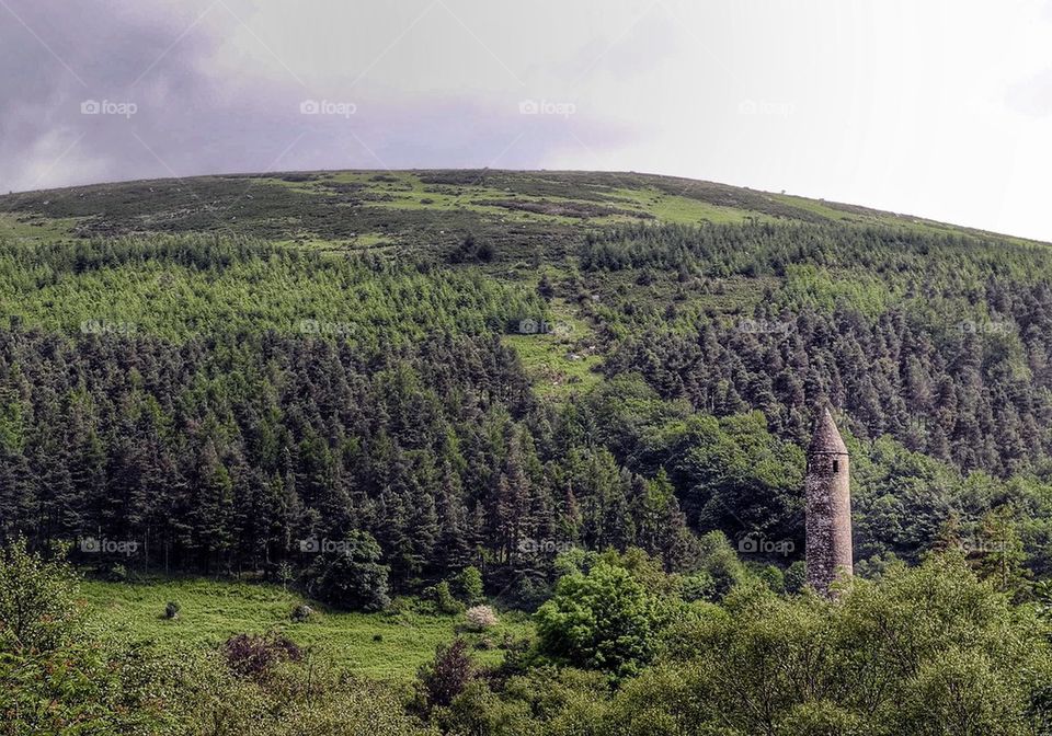 Forest tower. 