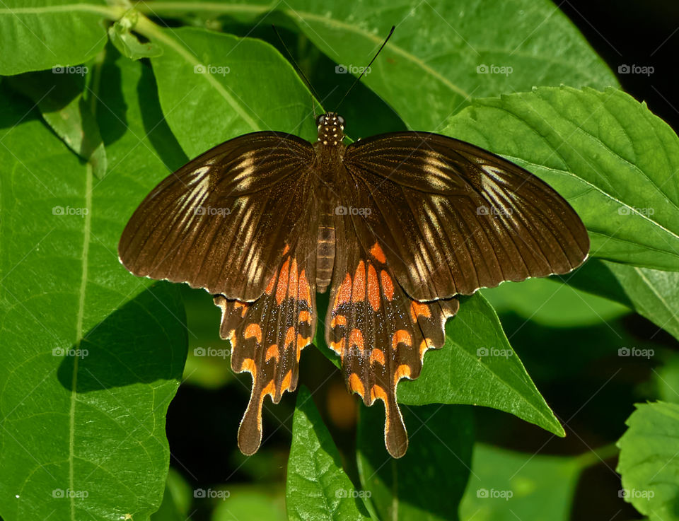 Butterfly photography  - backyard garden