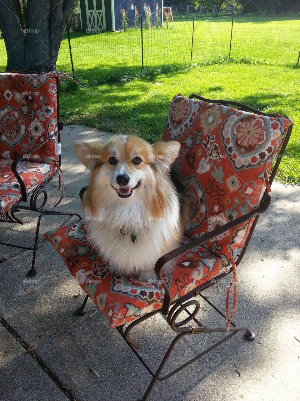 summertime corgi. summer 2014