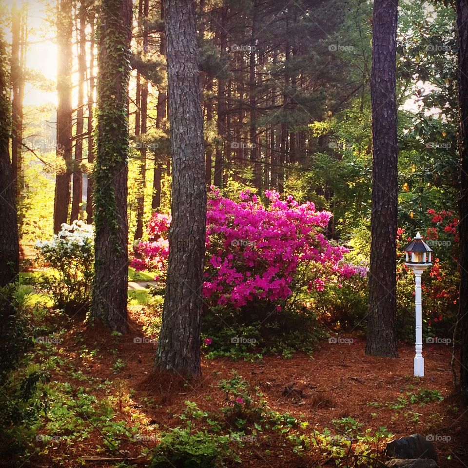 Sun Kissed Azaleas. The morning sun rising behind azaleas blooming in our front yard. 