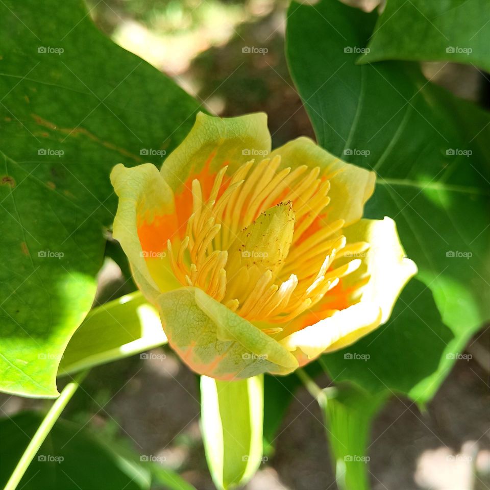 Tulip tree flower