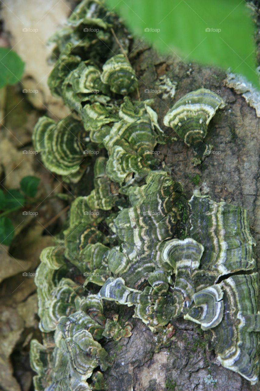 Flowers, mushrooms, fungus, green 