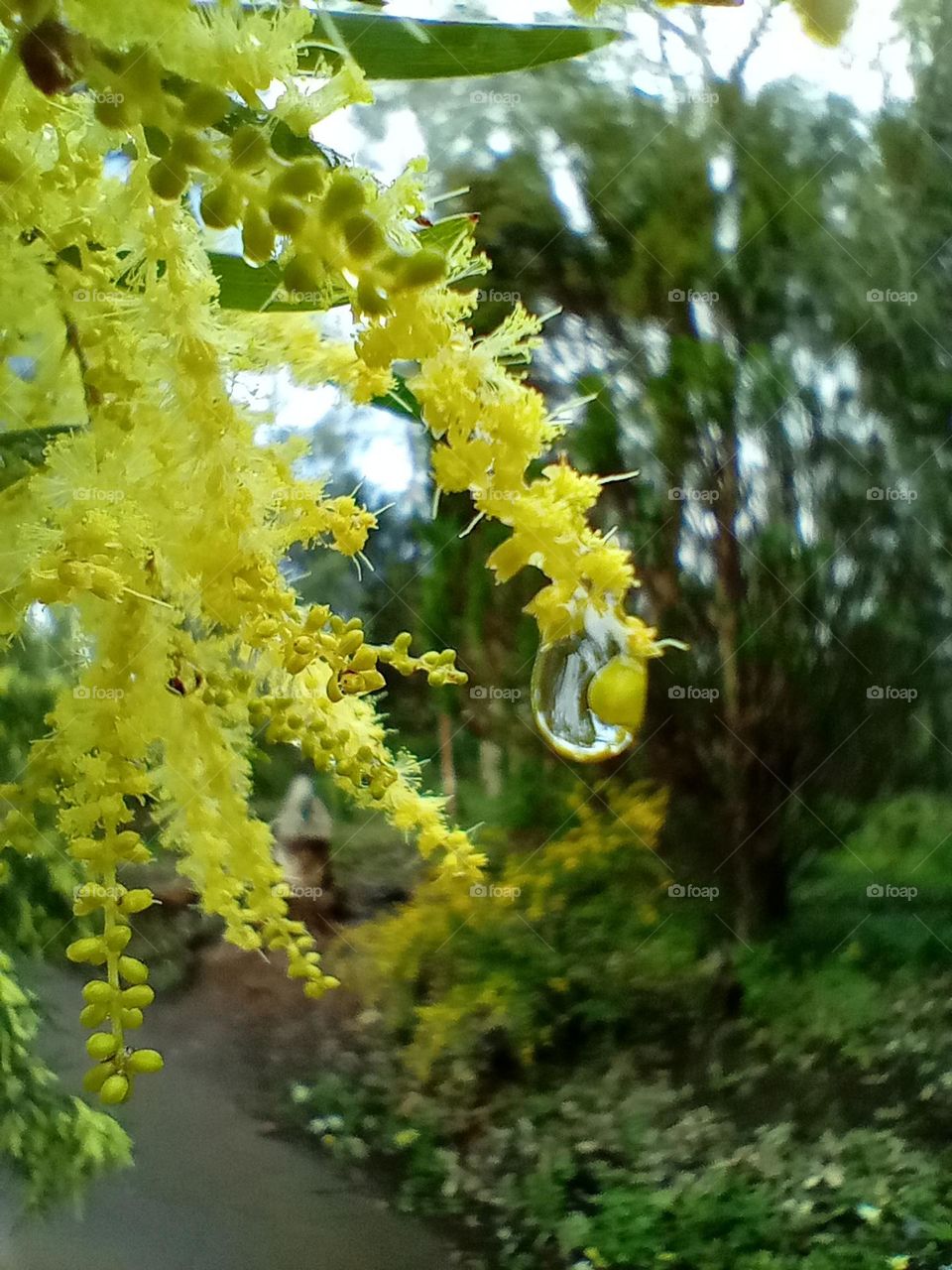 wattle with raindrop
