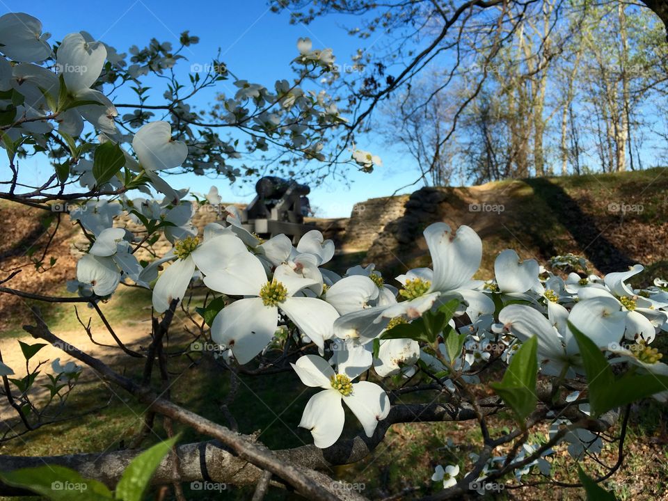 Dogwood overlooking the river 