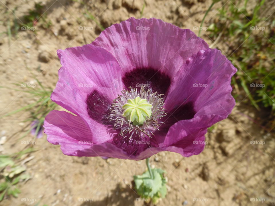 Opium Poppy