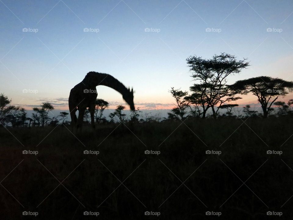 savana at sunset
