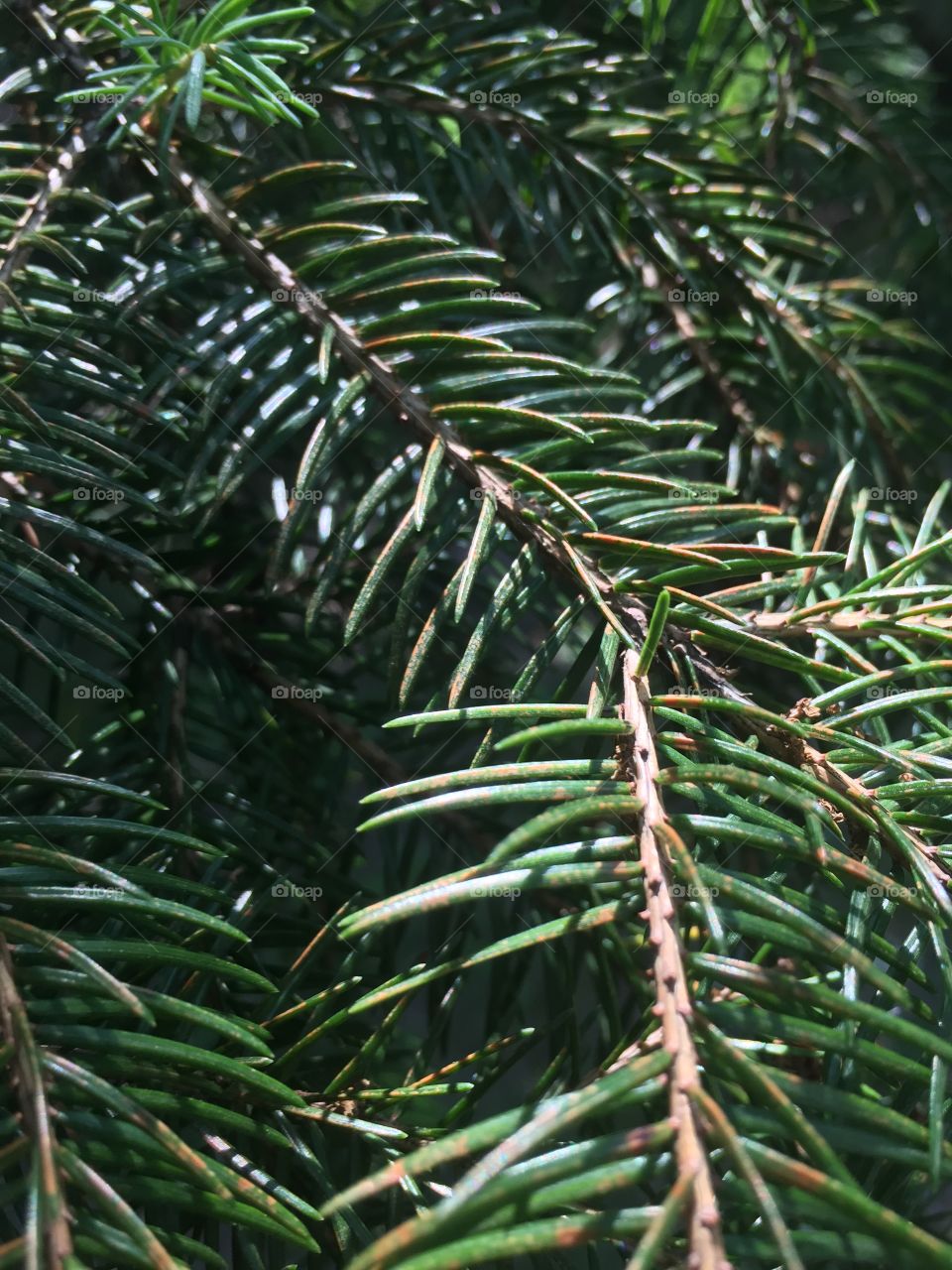 Pine closeup 