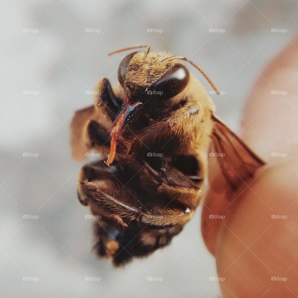 bumble bee with Sting.