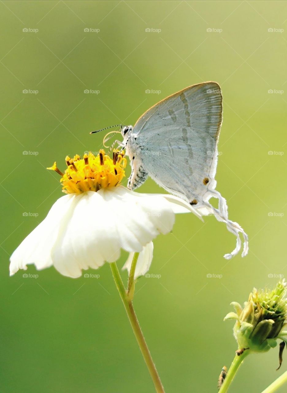 Beautiful and cute butterfly