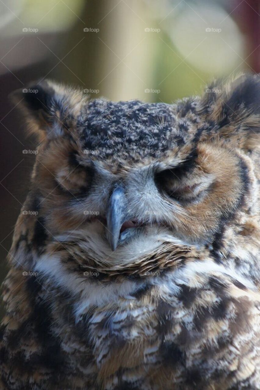 Sleeping owl