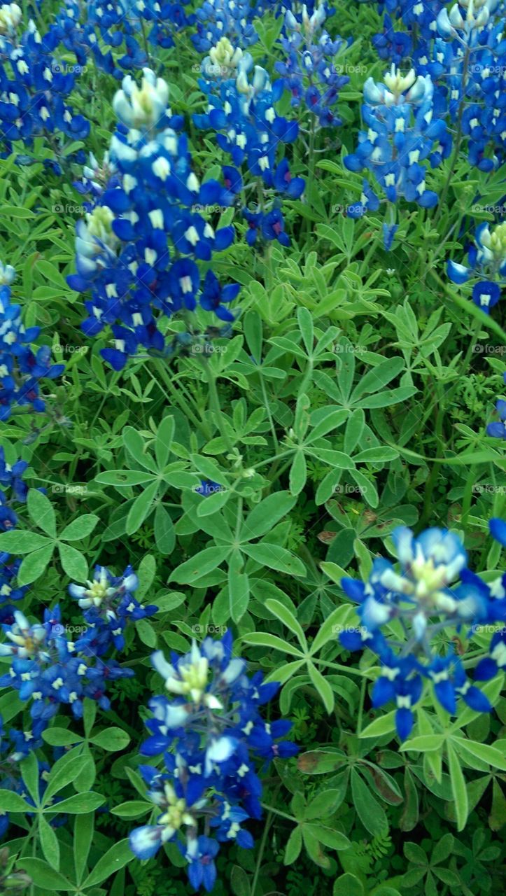 Flora, Flower, Nature, Leaf, Lupine