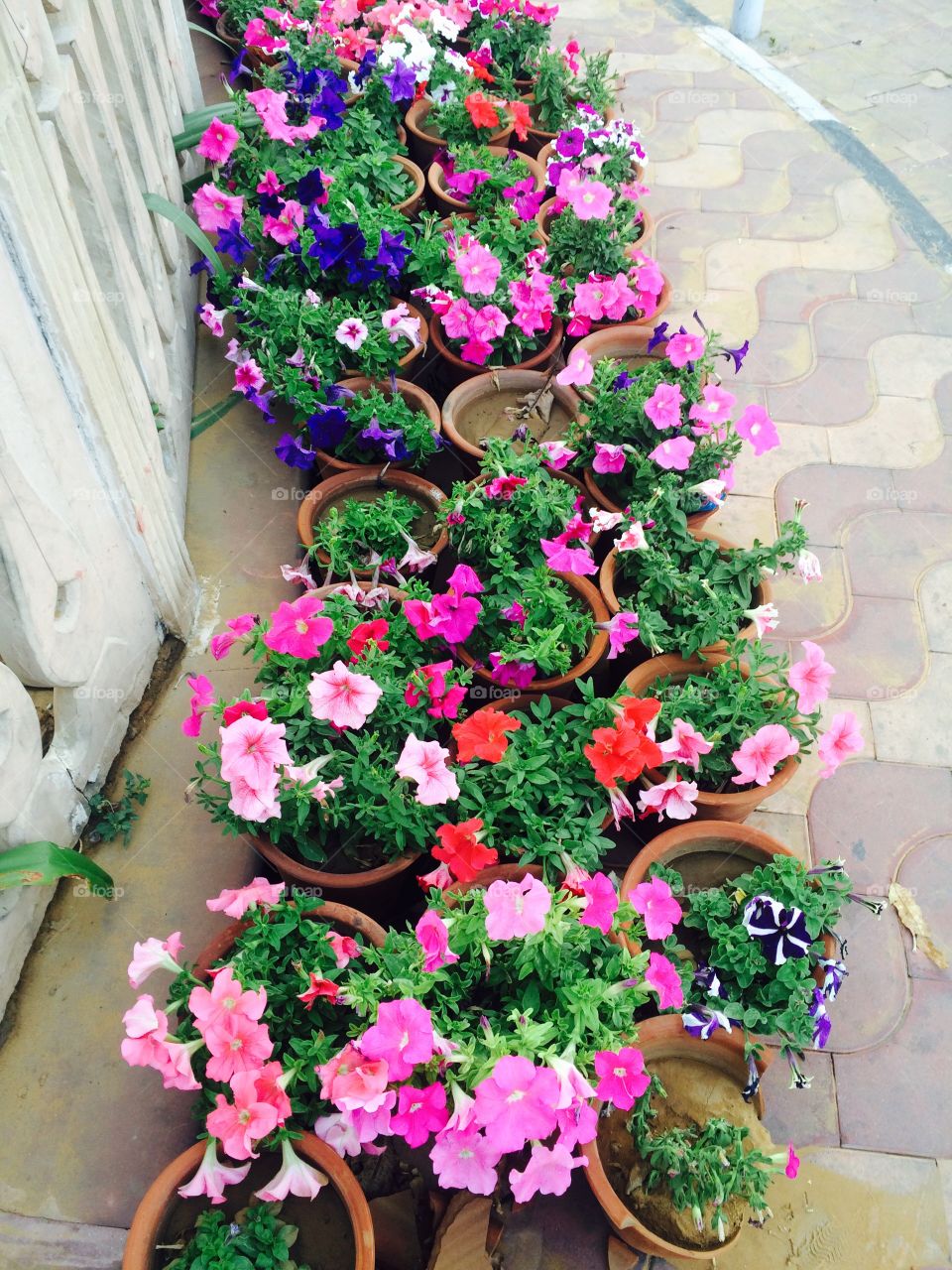 Flowers pots decorative street