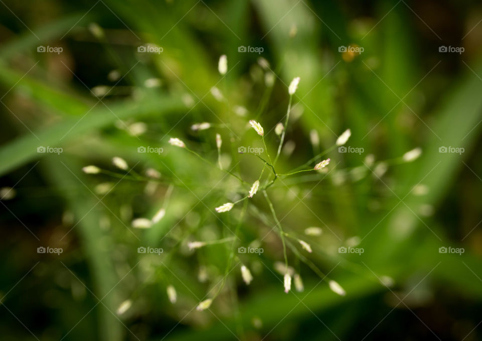 grass flowers