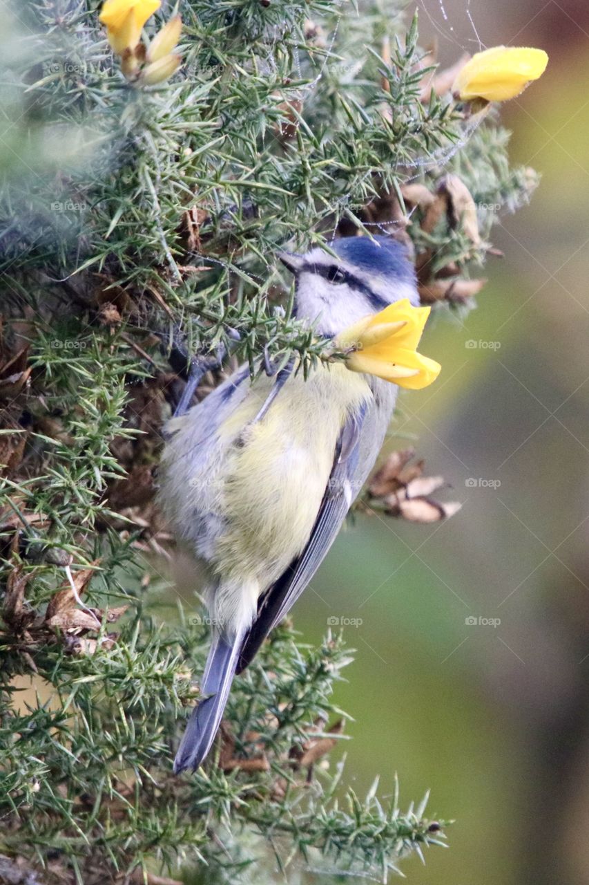 Blue Tit