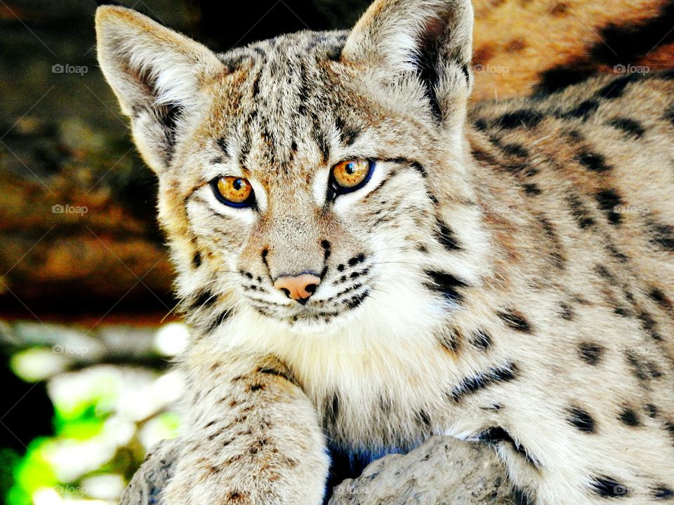 young lynx portrait