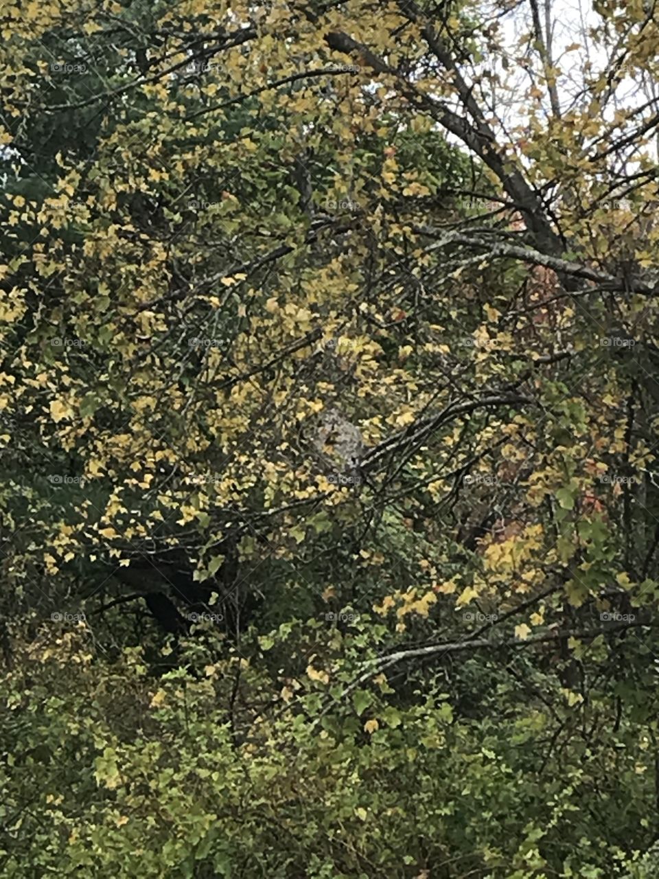 Beehive in the trees