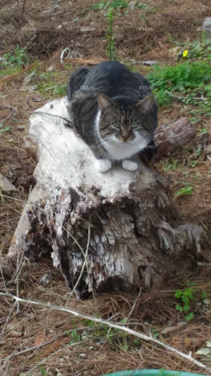 Nature, cat,wood, beautiful