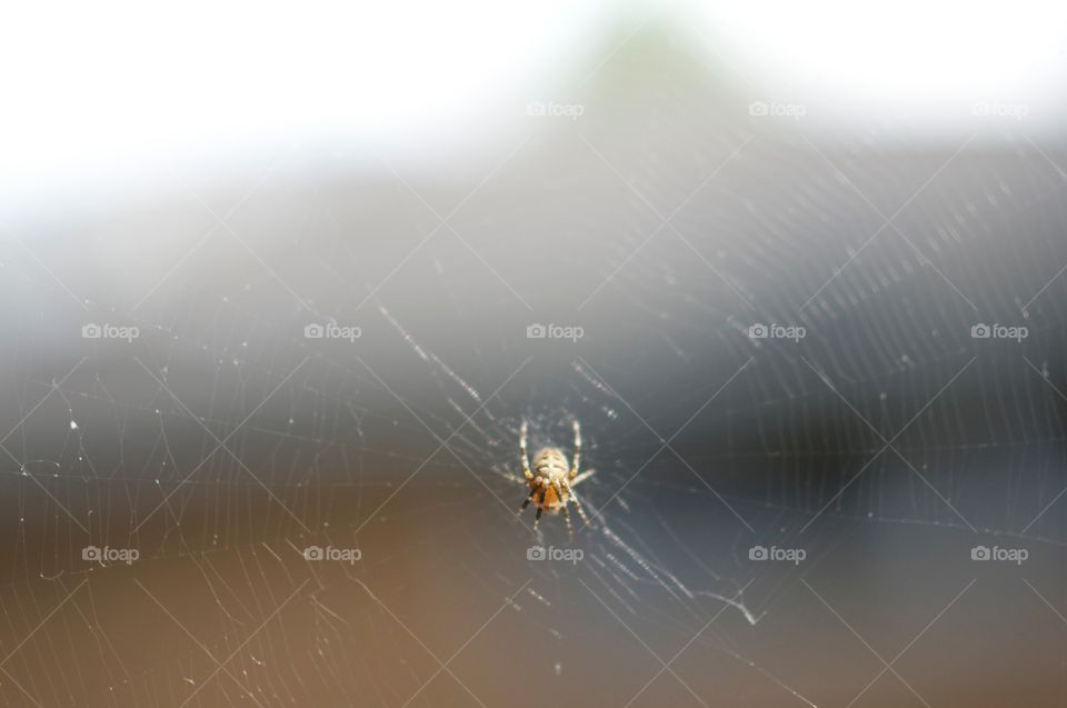 Spidy. The Spider up close resting in the middle of his web. 