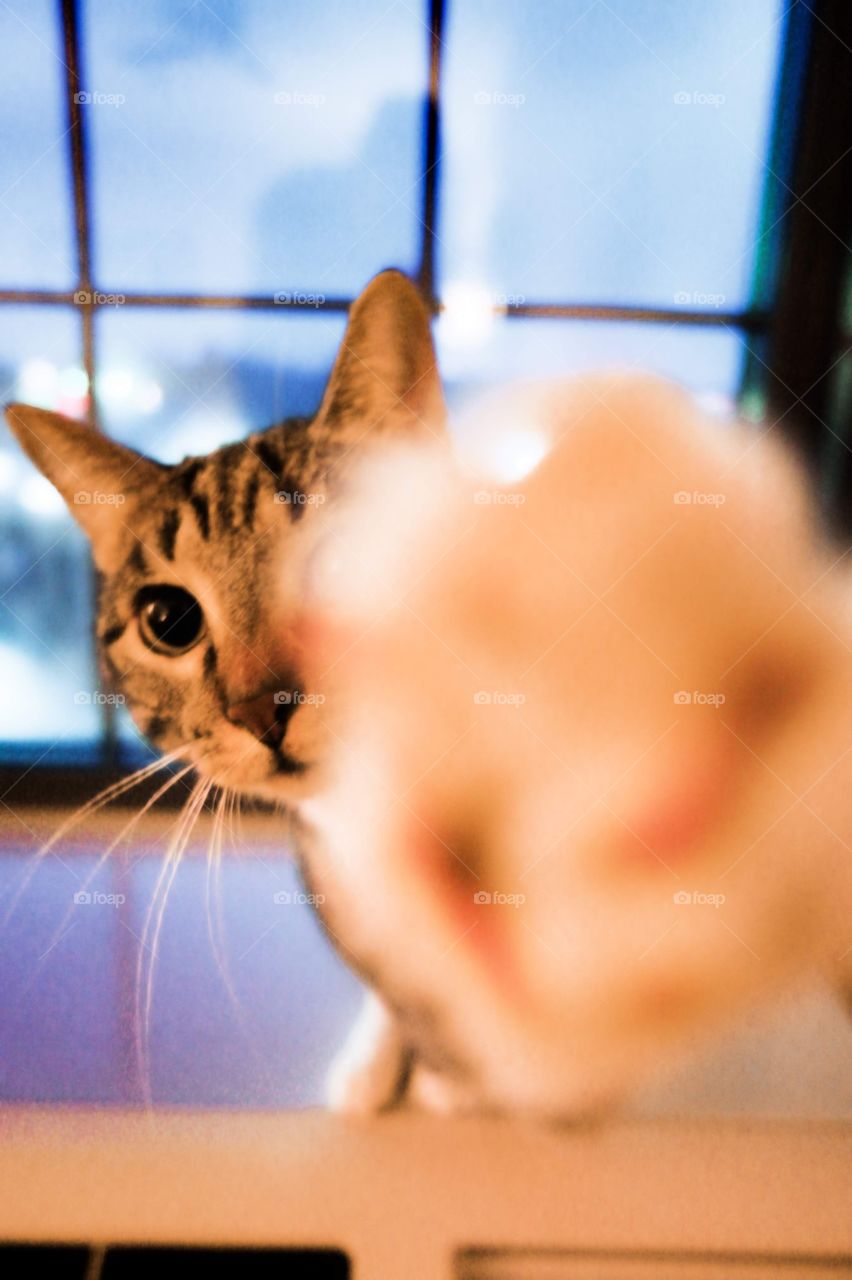 cat selfie