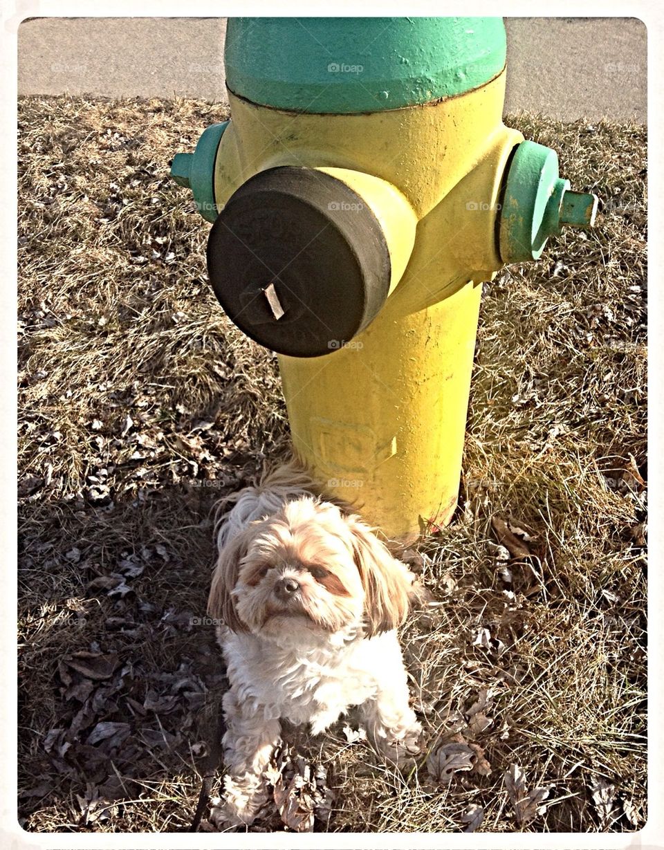 Patch and Fire hydrant