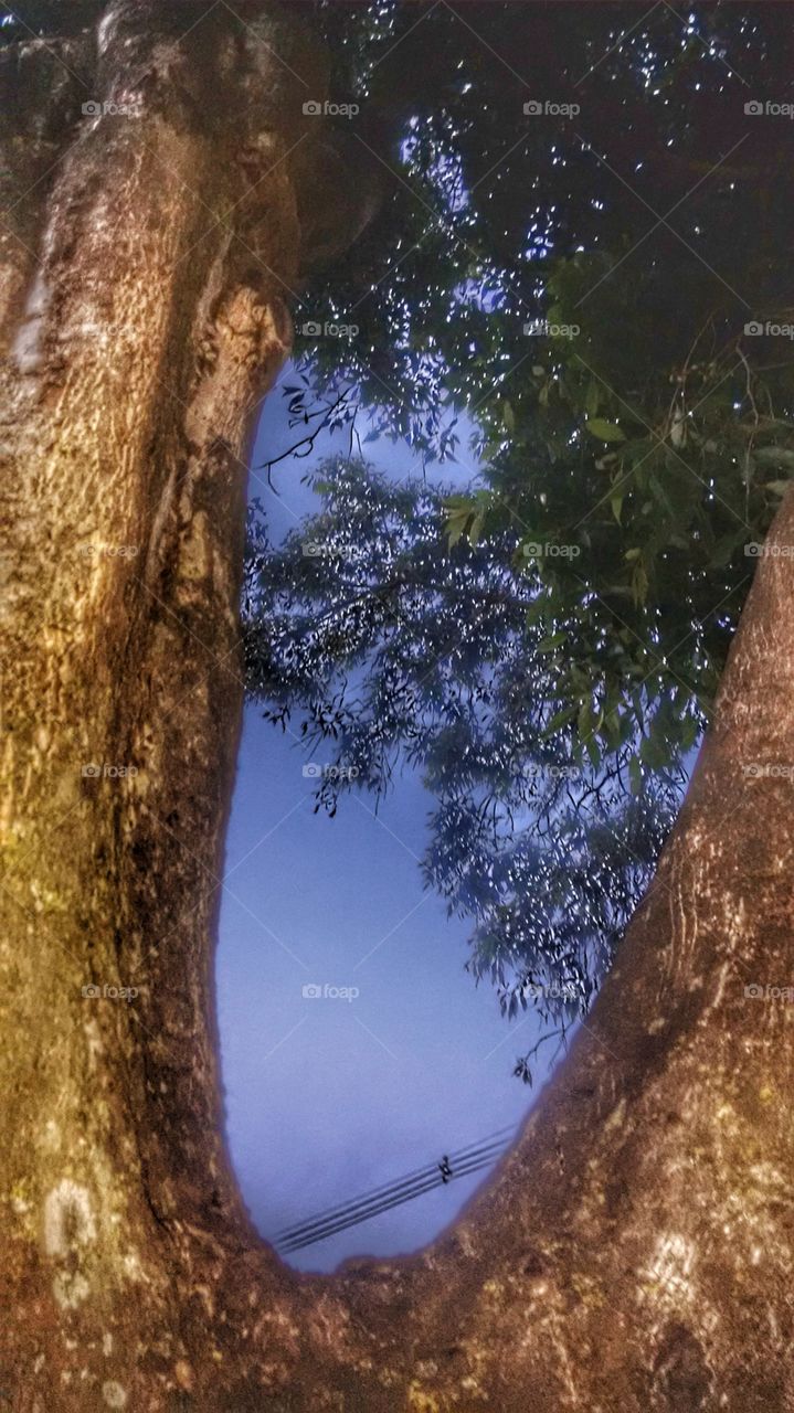 árvore céu natureza