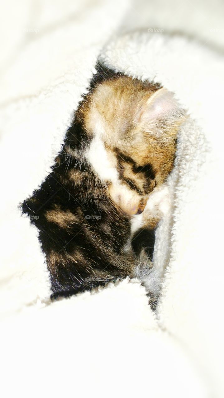 cute kitten sleeping in white soft blanket