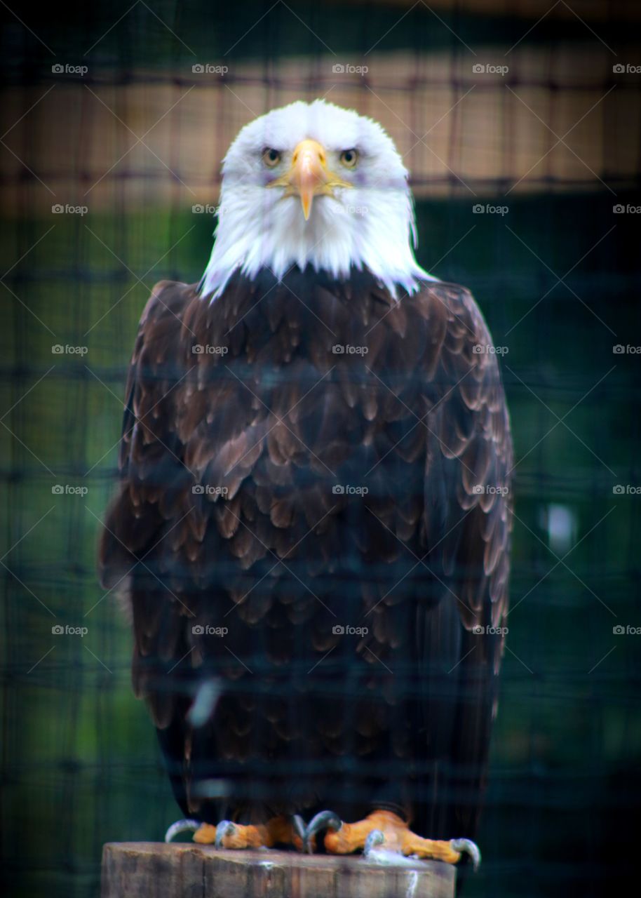Eagle, behind the bars