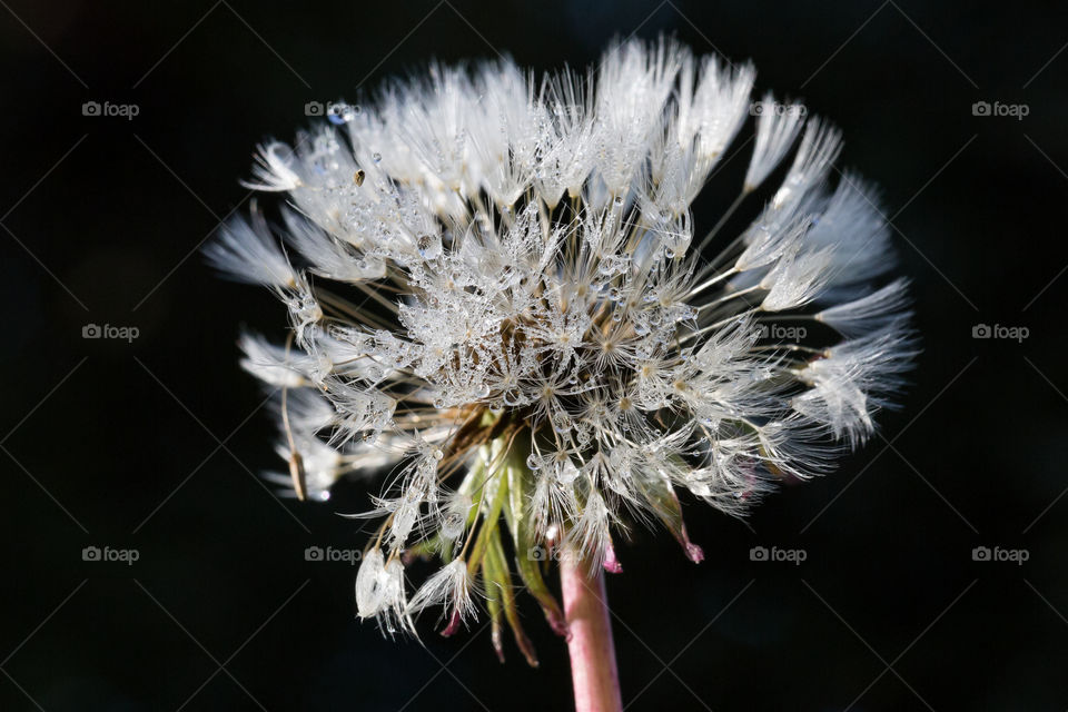 Frost on frozen dandelion, macro photography 