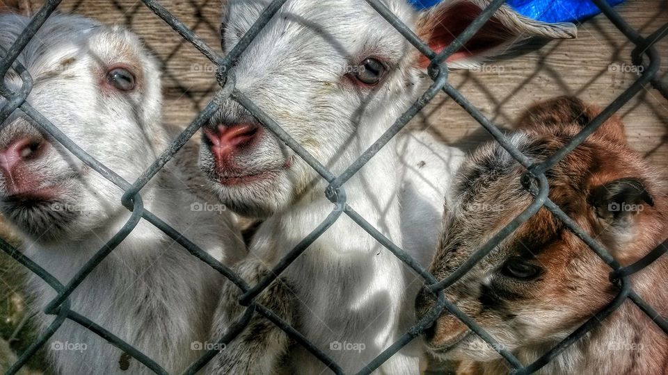 Close-up of goats in fence