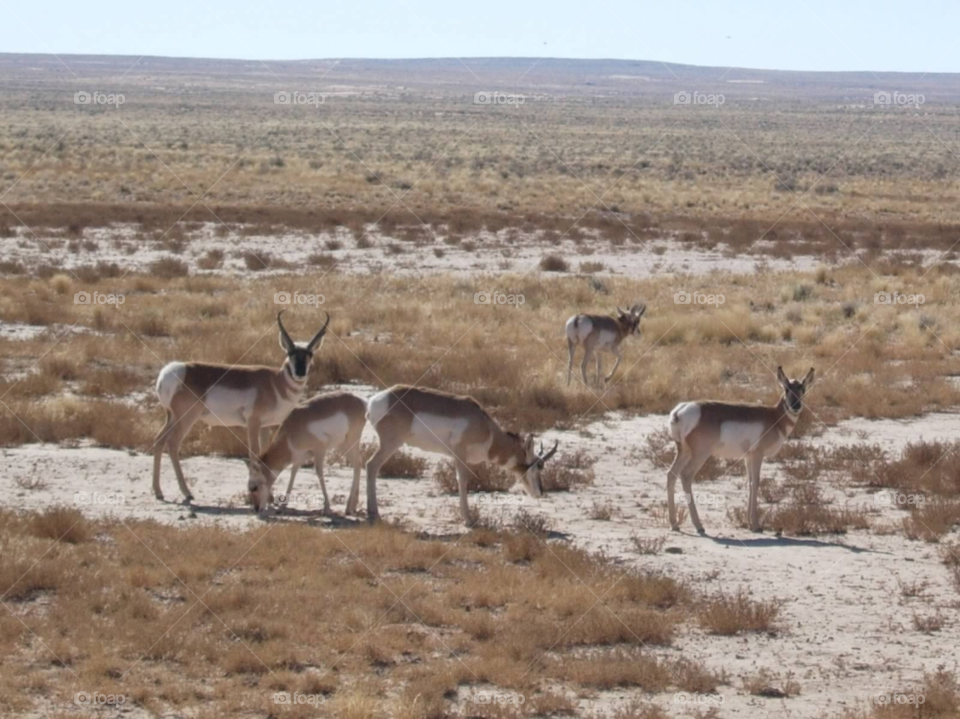 nature desert animals antelope by micheled312