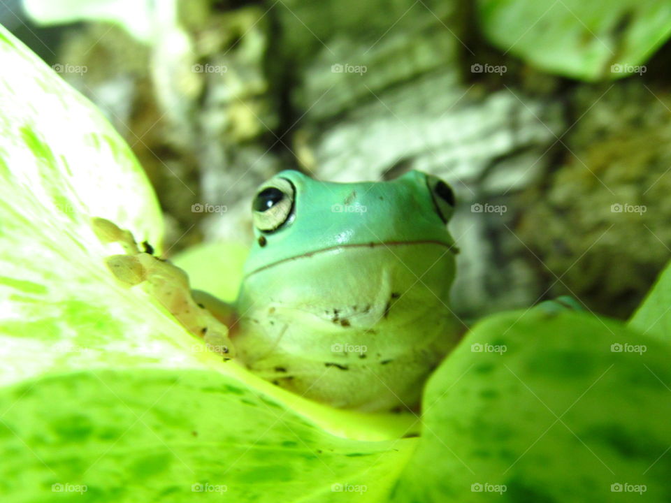 Frösche Frogs Amphibians