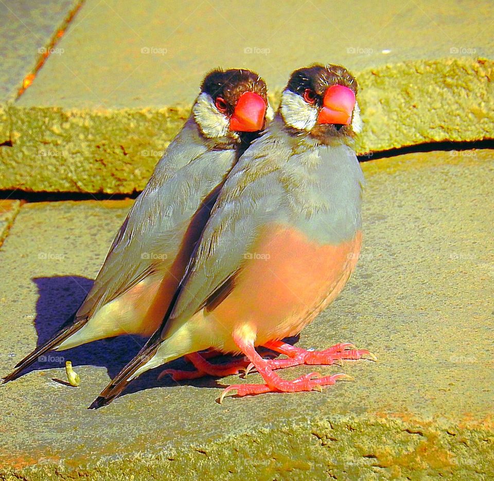 Java Sparrows