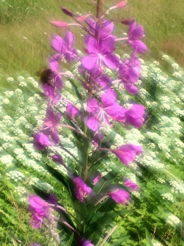 Bee eats flower