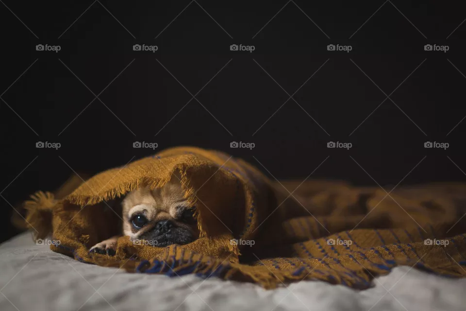dog5