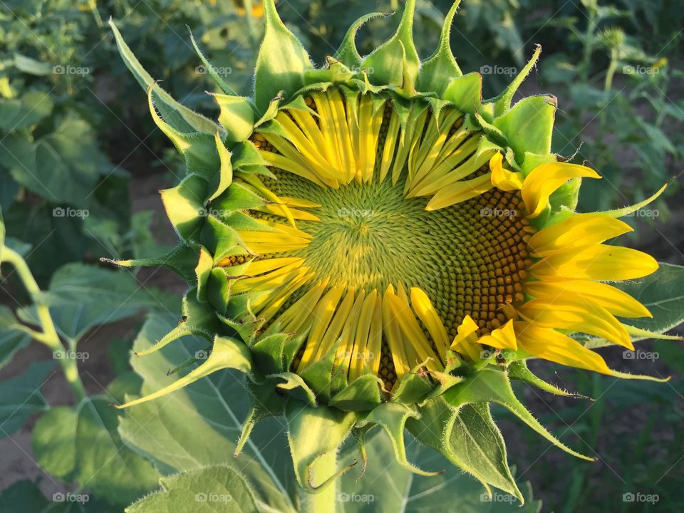 Extreme close-up of sunflower