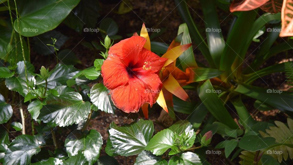 Orange Flower at San Antonio Botanical Garden