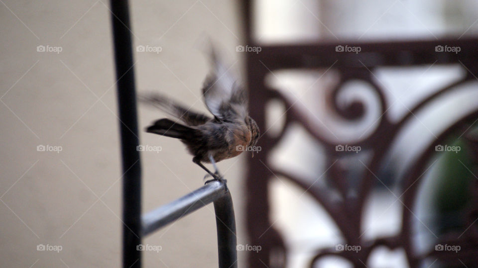 Caught before it disappeared to its magical world.