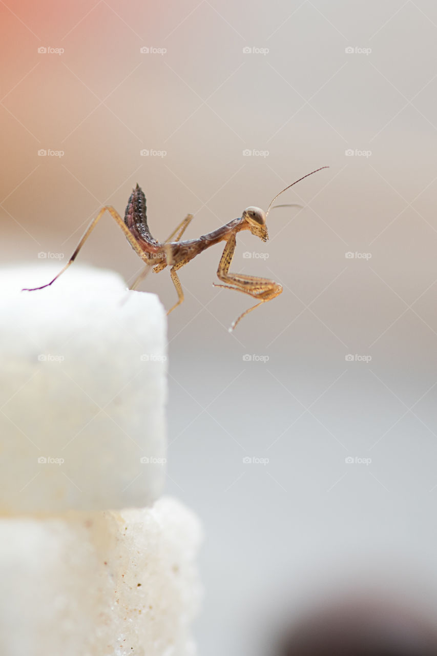 Side view of a brown praying mantis