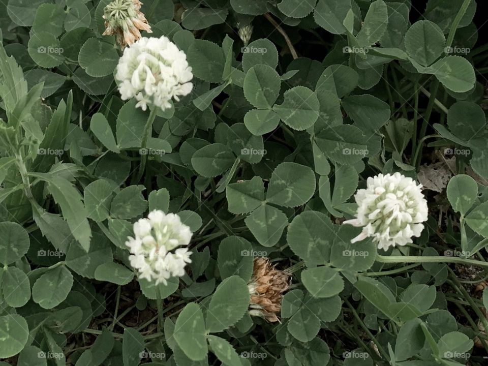 Clovers