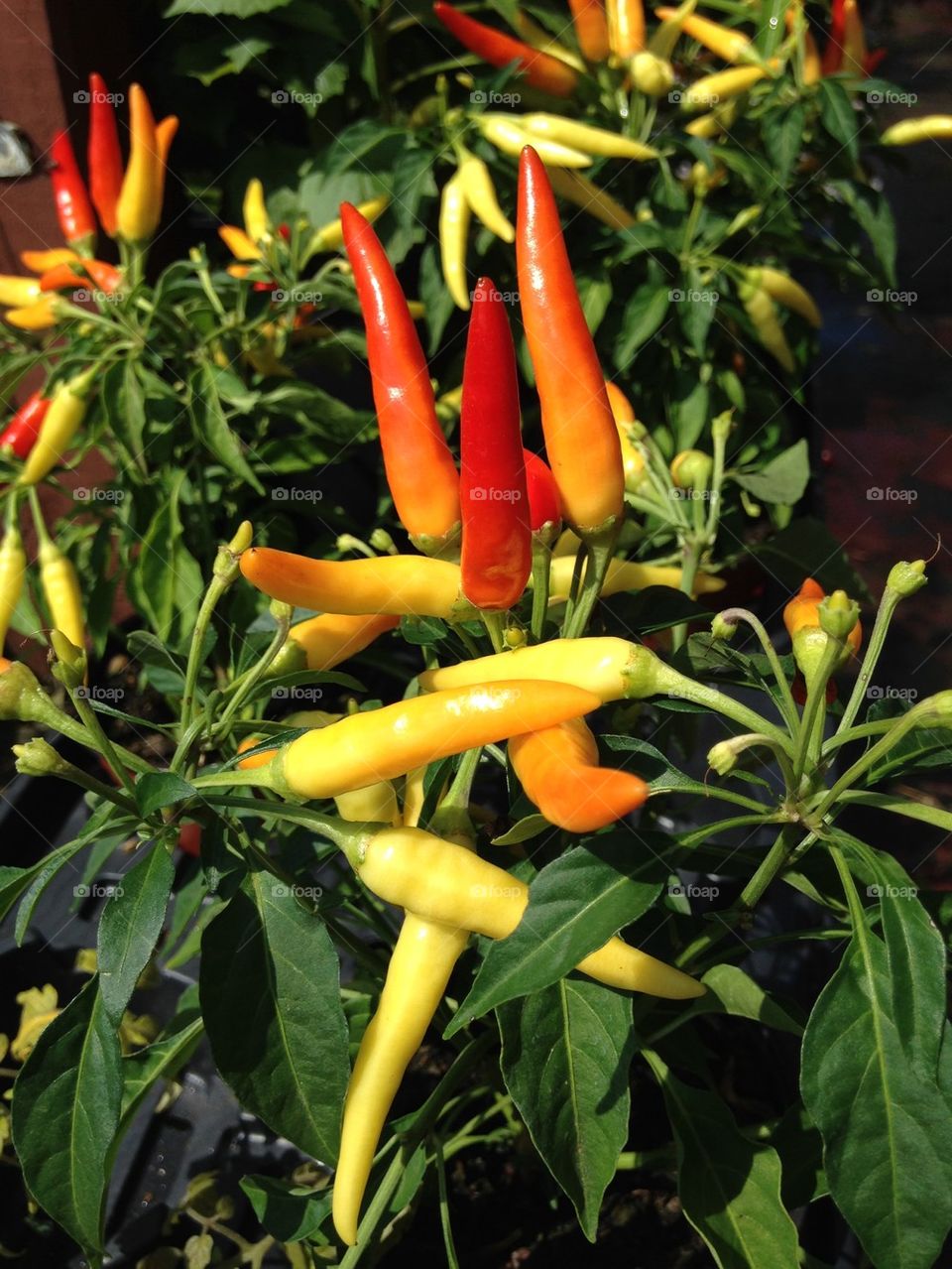 Close-up of chili pepper