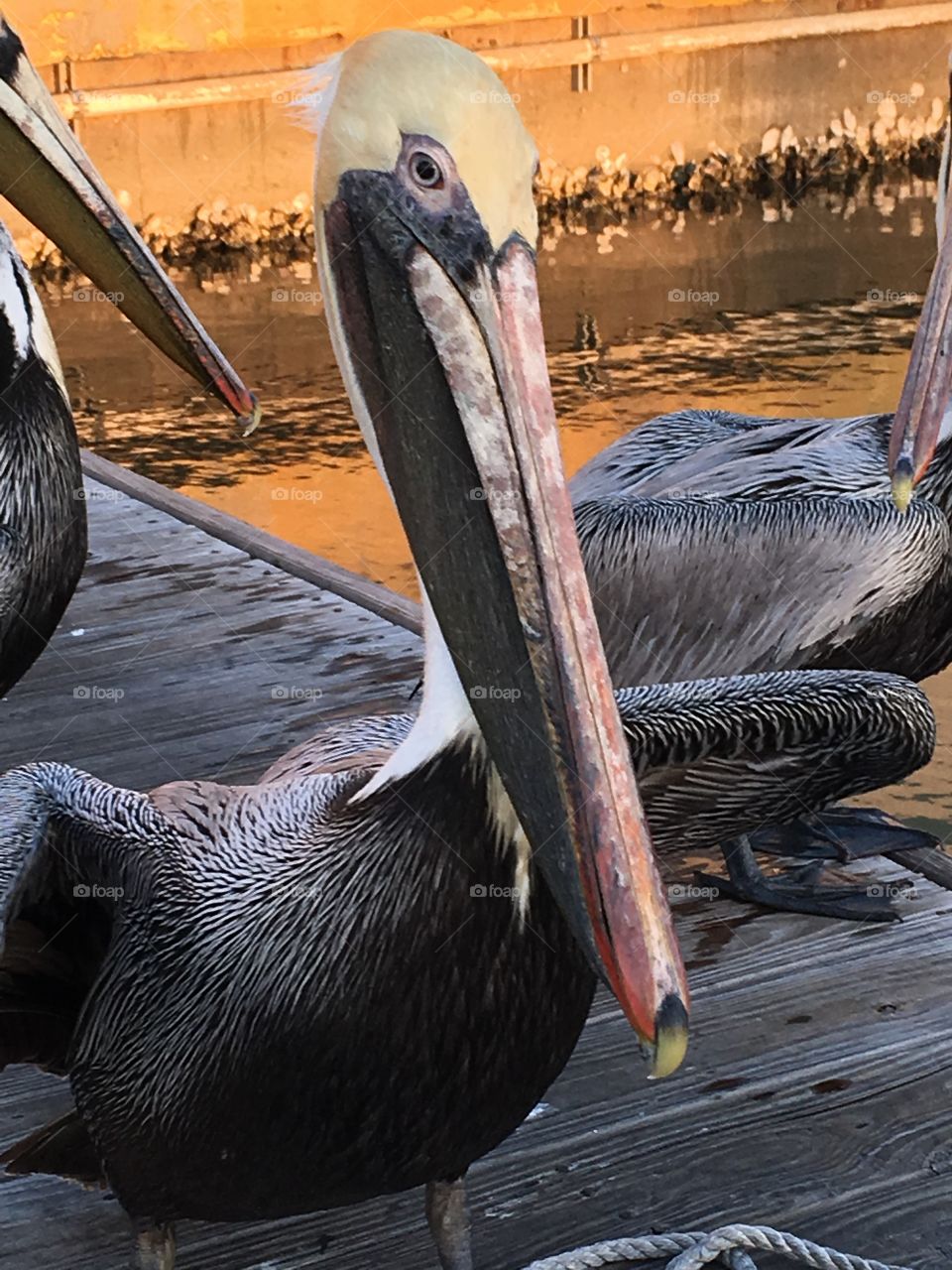 Brown pelicans 
