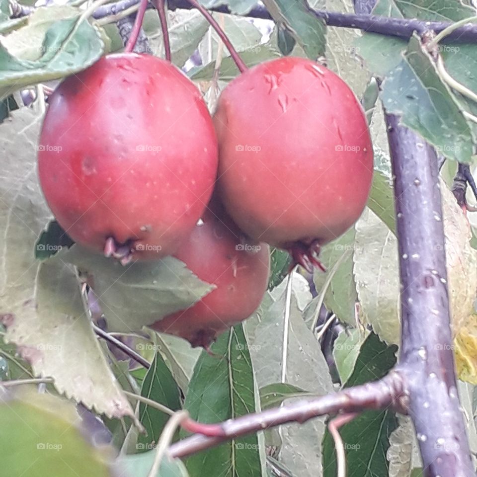 odd numbers - 3 wild red apples