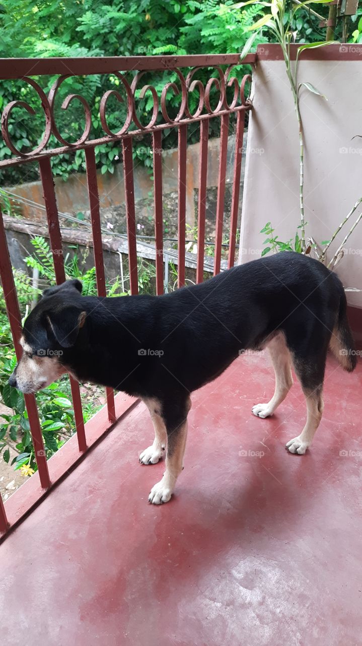 the  dog is watching the outside